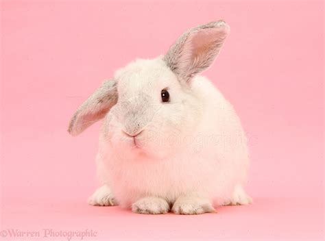 White Rabbit On Pink Background Photo Wp26921