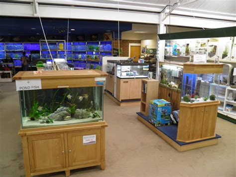 Gosforth Maidenhead Aquatics Fish Store Review Tropical Fish Site