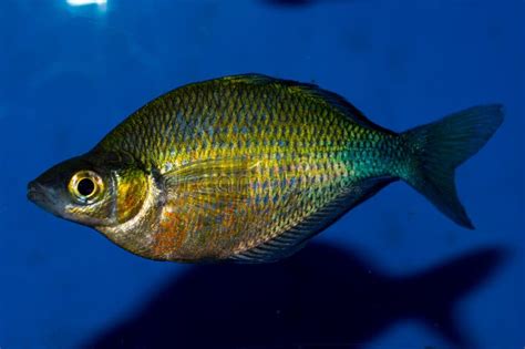Emerald Rainbowfish Male Stock Photo Image Of Rainbowfish 83683438