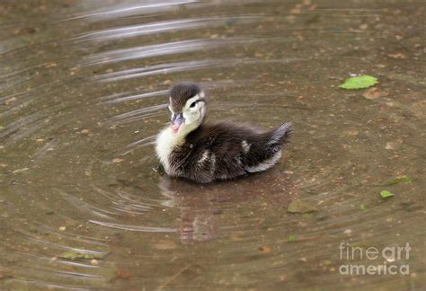 Baby Wood Duck Photograph By Lori Tordsen Fine Art America