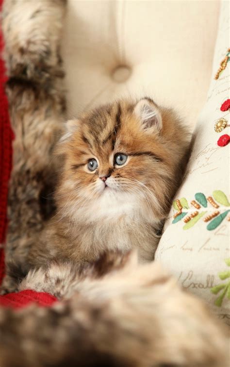 Mr Cuddlesworth Shaded Golden Persian Kitten For Salepersian Kittens