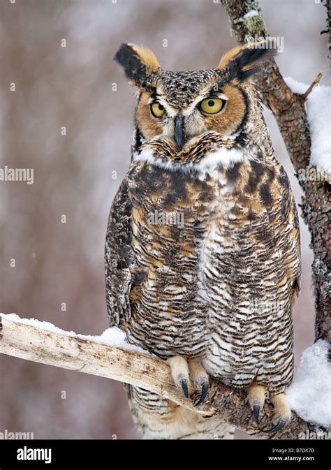 Great Horned Owl Perched On A Snow Covered Branch Looking Towards Its