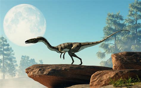 Coelophysis was a genus of dinosaur. Coelophysis On A Rock Under The Moon Digital Art by Daniel ...
