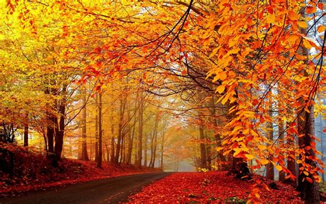 Autumn Fall Landscape Nature Tree Forest Leaf Leaves Road Path Trail Wallpapers Hd