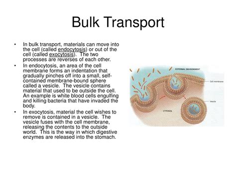 Ppt Cells Powerpoint Presentation Free Download Id342095
