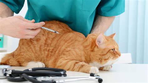Do Indoor Cats Need Rabies Shots Every Year Clever Pet Owners