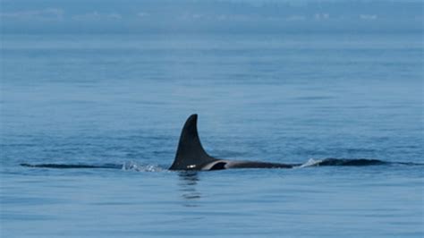 Southern Resident Orca Tahlequah Gives Birth To New Calf