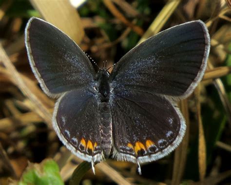 Eastern Tailed Blue Butterfly Identification Facts