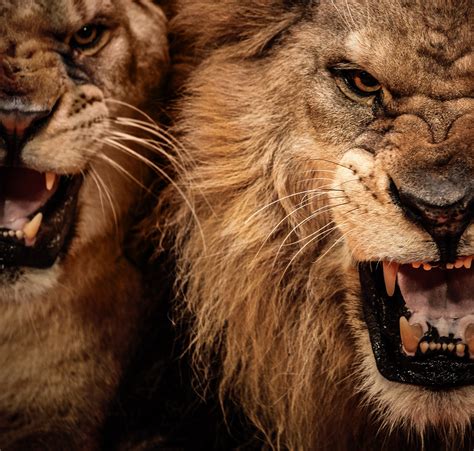 Fury Lion фото в формате jpeg фотографии сезона разрешение 1080P