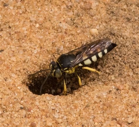 Burrowing Wasp Bicyrtes Quadrifasciatus Bugguidenet