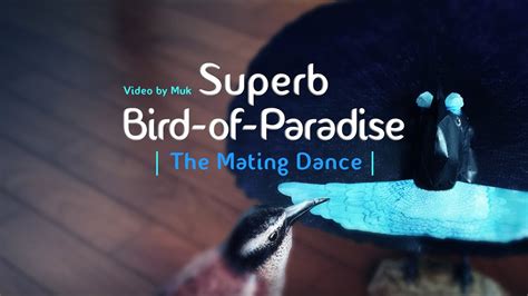 Superb Bird Of Paradise Mating Dance Youtube