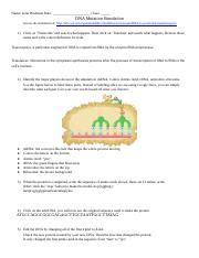 Mutation simulation from dna mutations practice worksheet answers , source: DNA Mutation Simulation Worksheet - Name DNA Mutation ...