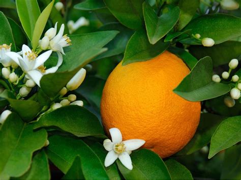 Orange Fruit Harvest Can You Harvest From A Flowering Orange Tree