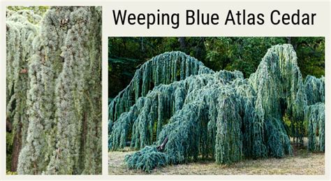 Weeping Blue Atlas Cedar How To Grow This Elegant Evergreen