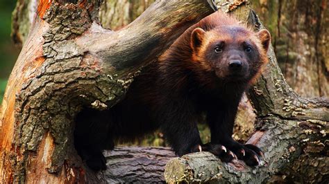 Wolverines Return To American National Park After More Than 100 Years