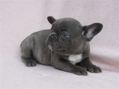 French bulldog in dogs & puppies for sale. Blue Pied French Bulldog Puppies for Sale