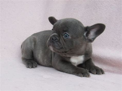 Blue pied boy have blue eyes and very beautiful blue color. Blue Pied French Bulldog Puppies for Sale