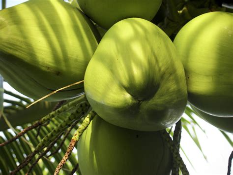 This article explains the differences between coconut coconut water is a low calorie drink, while coconut milk is a high calorie one — with about a 12 fold higher number. Coconut Water: Nature vs. Science | Gracie Barra