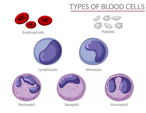 Type Of Blood Cells Infographic 1436026 Vector Art At Vecteezy