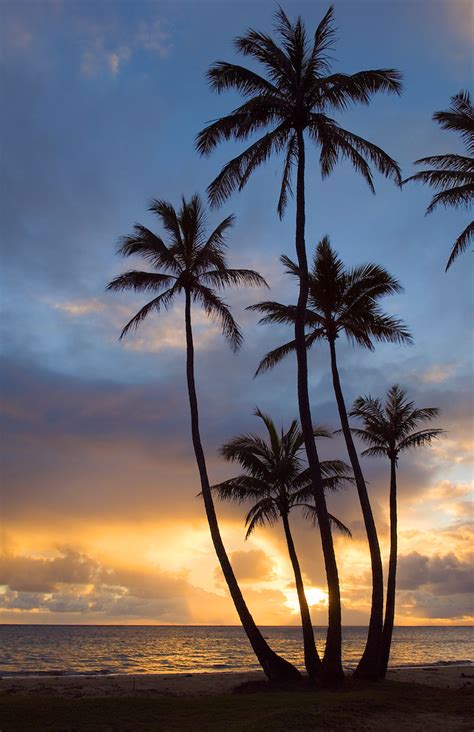 Palm Trees At Sunrise Oahu Hawaii Greg Vaughn Photography