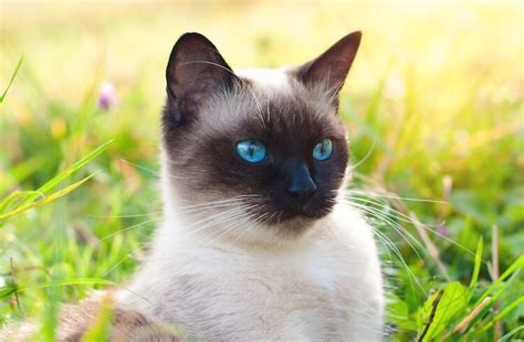 Superb Siamese Cat Names 325 Sassy Splendid And Superb Kitten Names