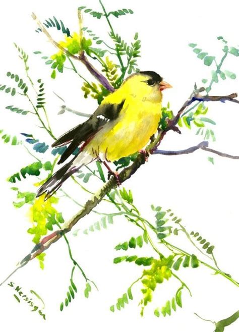 American Goldfinch Bird Watercolor Paintings Painting