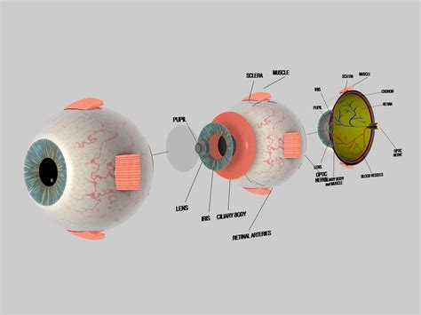 3d Eye Anatomy Model