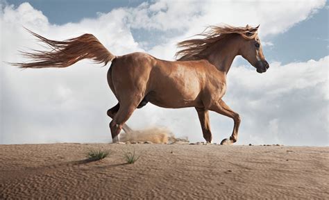 5 Strange Horse Breeds In The World
