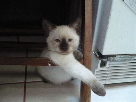 Blue Eyes Chocolate Seal Point Siamese Cats And Kittens For Rehoming