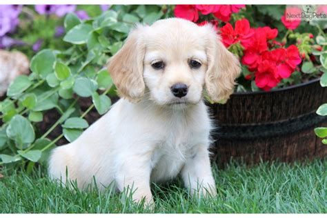 The beagle cocker spaniel mix is one of the newest mixes on the block, with a particular bent for sweetness and companionship. Sophia: Cocker Spaniel puppy for sale near Lancaster ...