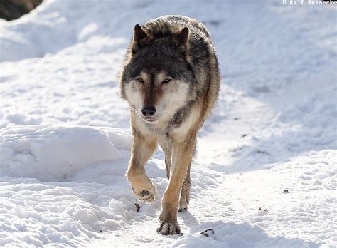 Eurasian Wolf Zoo München Hellabrunn January 2016 02 Flickr