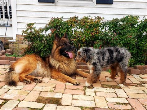 Vhr Achilles Ultra Fatimo Longhair German Shepherd And His New Buddy