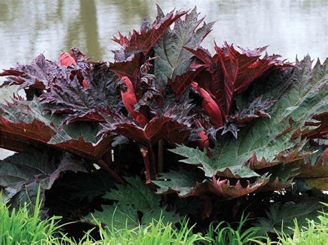 Chinese Rhubarb Rheum Palmatum Aka Ornamental Rhubarb Common