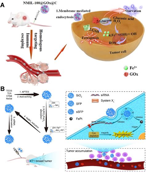 Nanomaterials For Combined Ferroptosis Starvation Therapy A Schematic