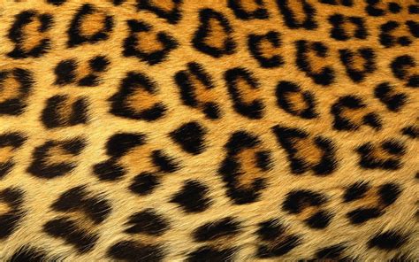 200 Cheetah Print Wallpapers