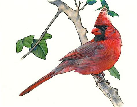 11 Cardinal Color Pencils On Paper 15x20cm 2009 Drawing Projects