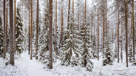 Wallpaper Trees Landscape Snow Winter Branch Frost Spruce Fir