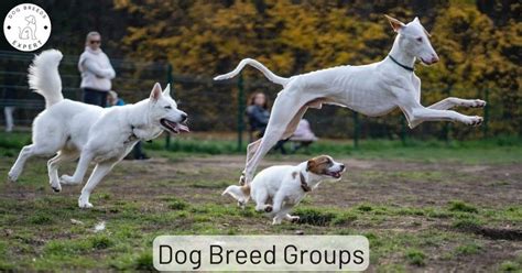 Akc Dog Breed Groups What Are The Recognized Breed Groups