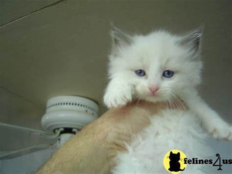 The ragdoll is a moderately active cat. Ragdoll Kitten for Sale: Vet and cute ragdoll kitten for ...