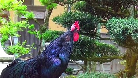 Rooster Crowing Compilation Rooster Crowing Sounds Effect 2022 Video Dailymotion