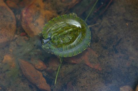 Filesmall Green Turtle Half Submerged In Water