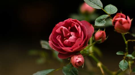 Download the background for free. Red Rose on Black Background ·① WallpaperTag