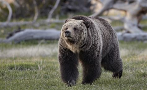 Biologists Set To Begin 2020 Grizzly Bear Captures For Research