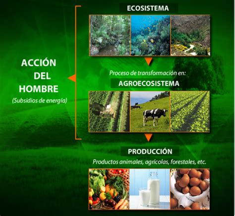 Semana 10 Y 11 Agroecosistema Y Tecnicas Sustentables