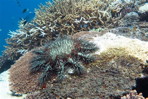 Fish Predators Help Control Coral Eating Crown Of Thorns Starfish On