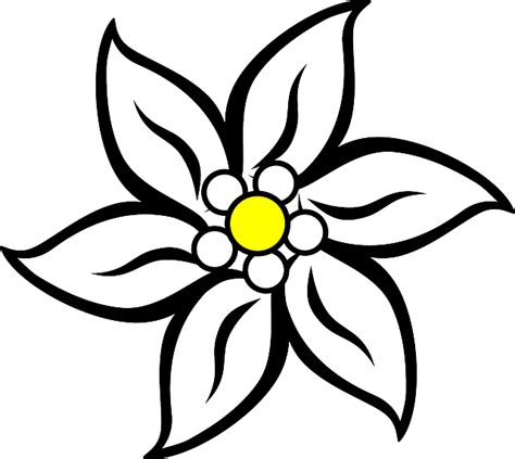 Эдельвейс Цветок Природа Бесплатная векторная графика на Pixabay