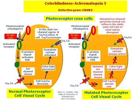 Colorblindness Achromatopsia 3 Hereditary Ocular Diseases