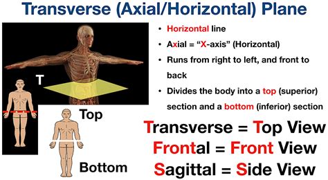 Body Planes And Sections Anatomical Position Directional Term
