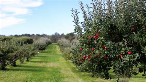 Types Of Orchards And All You Need To Know About Them Farming Base