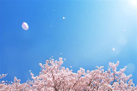 桜の季節に空撮を始めてみたい人必見！ドローン空撮基礎の基礎 ドローンステーションブログ Drone Station Blog